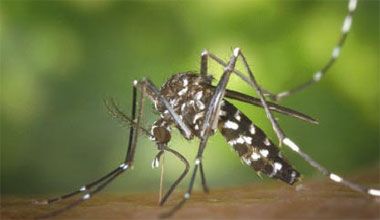 Para evitar el contagio del dengue.